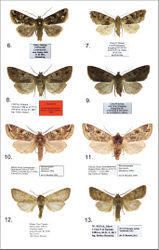 Figures 6–13. Harutaeographa ssp. adults. 6 Harutaeographa shui, male, holotype, China, Sichuan (GBG/ZSM) 7 Harutaeographa shui, female, paratype, China, Sichuan (AFM) 8 Harutaeographa odavissa, male, paratype, China, Sichuan (BBT) 9 Harutaeographa odavissa, female, China, Sichuan (BBT) 10 Harutaeographa fasciculata, male, Nepal, Koshi (BBT) 11 Harutaeographa fasciculata, female, Nepal, Koshi (BBT) 12 Harutaeographa pallida, male, China, W. Yunnan (DNK) 13 Harutaeographa pallida, male, West-Nepal, Bheri (BBT)