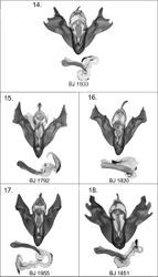 Figures 14–18. Harutaeographa ssp. male genitalia. 14 Harutaeographa cinerea, male, prep. BJ1933m 15 Harutaeographa shui, male, holotype, prep. BJ1792m 16 Harutaeographa odavissa, male, paratype, prep. BJ1820m 17 Harutaeographa fasciculata, male, prep. BJ1955m 18 Harutaeographa monimalis, male, prep. BJ1851m