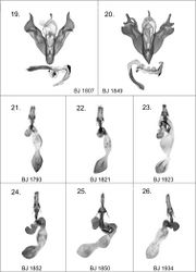 Figures 19–26. Harutaeographa ssp. male and female genitalia. 19 Harutaeographa yangzisherpani yangzisherpani, male, prep. BJ1807m 20 Harutaeographa pallida, male, prep. BJ1849m 21 Harutaeographa shui, female, paratype, prep. BJ1793f 22 Harutaeographa odavissa, female, prep. BJ1821f 23 Harutaeographa fasciculata, female, prep. BJ1923f 24 Harutaeographa monimalis, female, prep. BJ1852f 25 Harutaeographa pallida, female, prep. BJ1850f 26 Harutaeographa cinerea, female, prep. BJ1934f