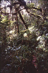 Figure 1. View within upper montane moss forest habitat at 3050m elevation, Finisterre Range, Papua New Guinea. The pitfall trap in which the unique holotype of Lesticus finisterrae sp. n. was collected was located in the shaded area just below the middle of the figure.