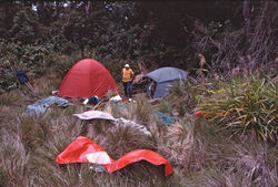 Figure 2. Grassland/upper montane moss forest ecotone at 3050m elevation in the Finisterre Range, Papua New Guinea. The holotype of Lesticus finisterrae sp. n. was collected in a pitfall trap placed approximately 20m inside the forest edge.