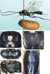 Figures 1–6. Lamachus nigrus Li, Sheng & Sun, sp. n. Holotype. Female 1 Body, lateral view 2 Head, anterior view 3 Head, dorsal view 4 Propodeum 5 Mesopleuron 6 Terga 2 to 3, dorsal view.