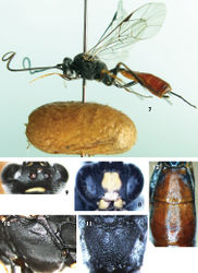 Figures 7–12. Lamachus rufiabdominalis Li, Sheng & Sun, sp. n. Holotype. Female 7 Body, lateral view 8 Head, anterior view 9 Head, dorsal view 10 Mesopleuron 11 Propodeum 12 Terga 2 to 3, dorsal view.