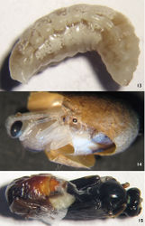 Figures 13–15. Lamachus rufiabdominalis Li, Sheng & Sun, sp. n. 13 Larva 14,15 Pupa.