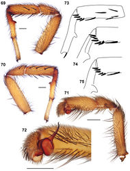 Figures 69–75. Aptostichus atomarius Simon, 1891. 69–72 Specimen AP357 from San Bernardino Co., San Bernardino; scale bar = 1.0mm 69 retrolateral aspect leg I [805733] 70 prolateral aspect leg I [805737] 71 retrolateral aspect pedipalp [805743] 72 ventral aspect palpal bulb [805745] 73–75 line drawings of spination patterns on metatarsus and tibia, leg I, retrolateral aspect 73 Los Angeles Co., Baldwin Hills (AP181) 74 San Luis Obispo Co., San Luis Obispo (AP172) 75 Los Angeles Co., Eaton Canyon Park (AP157).