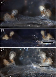 Figures 76–78. Aptostichus atomarius cleared spermathecae; scale bar = 0.25mm. 76 Los Angeles Co., San Gabriel Canyon (MY2618) [806561] 77 Riverside Co., Winchester (MY2603) [806564] 78 San Bernardino Co., San Bernardino National Forest (AP724) [806567].