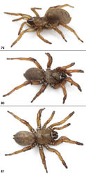 Figures 79–81. Aptostichus atomarius specimens, live photographs. 79 MY3794 80 AUMS74 81 AUMS71.