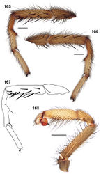 Figures 165–168. Aptostichus isabella sp. n. male holotype (MY3824) from Kern Co. 165–167 leg I 165 retrolateral aspect [805901] 166 prolateral aspect [806607] 167 line drawing, retrolateral aspect 168 retrolateral aspect, pedipalp [805903]. Scale bars = 1.0mm.