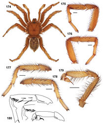 Figures 174–180. Aptostichus barackobamai sp. n. 174–176 male holotype from Mendocino Co. (AP411) 174 habitus [806630] 175 retrolateral aspect, leg I [806634] 176 prolateral aspect, leg I [806636] 177–179 male paratype from Tehama Co. (MY3805) 177 retrolateral aspect, leg I [806638] 178 prolateral aspect, leg I [806642] 179 retrolateral aspect, pedipalp [806644] 180 line drawings of leg I holotype and paratype specimens; retrolateral aspect of holotype pedipalp. Scale bars = 1.0mm.