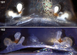 Figures 181, 182. Aptostichus barackobamai sp. n. cleared spermathecae; scale bars = 0.1mm. 181 paratype from Mendocino Co. (MY3158) [806709] 182 from Sutter Co. (AP285) [806712].