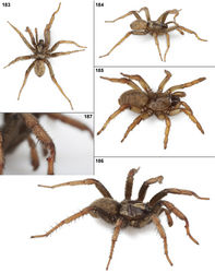 Figures 183–187. Photographs of live Aptostichus barackobamai sp. n. 183, 184 male paratype specimen from Tehama Co. (MY3805) 185 female specimen from Tehama Co. (MY3804) 186, 187 male specimen from Marin Co. (AUMS001).