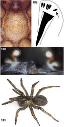 Figures 188–191. Aptostichus hesperus (Chamberlin, 1919). 188 sternal sigilla pattern (indicated by circled area, labium at top of photograph; MY2526)) [805941] 189 line drawing of rastellar spine pattern for Aptostichus hesperus and other Hesperus group species 190 cleared spermathecae, specimen from San Bernardino Co., Yucaipa (MY2526) [805942]; scale bar = 0.1mm 191 photograph of live specimen from Riverside Co., Winchester(MY2496).