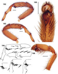 Figures 192–196. Aptostichus hesperus male, photographs of specimen from Riverside Co., Winchester (AP098). 192–194 leg I; scale bars = 1.0mm. 192 retrolateral aspect [805929] 193 prolateral aspect [805925] 194 line drawings of spination pattern variation of leg I 195–196 pedipalp; scale bars = 1.0mm 195 ventral view [805935] 196 retrolateral aspect 805933].