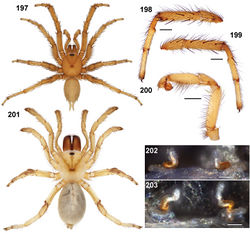 Figures 197–203. Aptostichus hedinorum sp. n. 197–200 male holotype (MY3779); scale bars = 1.0mm 197 habitus [806056] 198 retrolateral aspect, leg I [806048] 199 prolateral aspect, leg I [806052] 200 pedipalp, leg I [806054] 201 female habitus (MY3781), from type locality [806058] 202, 203 cleared spermathecae, female paratype (AP675) [806608] and additional specimen from type locality (MY3781) [806702]; scale bars = 0.1mm.