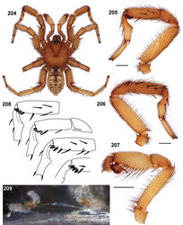 Figures 204–209. Aptostichus cahuilla sp. n. 204–207 male holotype from Riverside County, Winchester (AP392); scale bars = 1.0mm 204 habitus [805952] 205 retrolateral aspect, leg I [805944] 206 prolateral aspect, leg I [805948] 207 retrolateral aspect, pedipalp [805950] 208 line drawings of male leg I tibia and metatarsus spination pattern variation 209 cleared spermathecae, female paratype (AP221) [806626]; scale bar = 0.1mm.