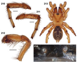 Figures 210–214. Aptostichus killerdana sp. n. (AP432) from Orange County. 210–212 male paratype; scale bars = 1.0mm 210 retrolateral aspect, leg I [806062] 211 prolateral aspect, leg I [806066] 212 retrolateral aspect, pedipalp [806068] 213, 214 female holotype 213 habitus [806070] 214 cleared spermathecae [806703]; scale bar = 0.1mm.