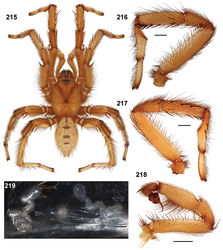 Figures 215–219. Aptostichus serrano sp. n. 215–218 male holotype (AP395); scale bars = 1.0mm. 215 habitus [805962] 216 retrolateral aspect, leg I [805954] 217 prolateral aspect, leg I [805960] 218 retrolateral aspect, pedipalp [805958] 219 cleared spermathecae (AP712) [806611]; scale bar = 0.1mm.