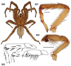 Figures 220–223. Aptostichus aguacaliente sp. n. male holotype (AP393). 220 habitus [805968] 221 retrolateral aspect, leg I [805964]; scale bar = 1.0mm 222 retrolateral aspect, pedipalp; scale bar = 2.0mm [805970] 223 line drawings of retrolateral aspect leg pedipalp and I.