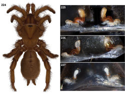 Figures 224–227. Aptostichus aguacaliente sp. n. female specimens. 224 paratype (AP393) habitus [805972] 225–227 cleared spermathecae of specimens from the type locality, Windy Point, Riverside Co. (AP393, 230, MY2508) [806704, 806614, 806617]; scale bars = 0.1mm.