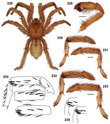 Figures 228–235. Aptostichus chemehuevi sp. n. male specimens; scale bars = 1.0mm. 228–231 holotype (AP398) 228 habitus 229 retrolateral aspect, pedipalp [805982] 230 retrolateral aspect, leg I [805978] 231 prolateral aspect, leg I [805980] 232, 233 paratype (AP397) retrolateral and prolateral aspects, leg I [805984, 805988] 234, 235 line drawings of leg I tibia and metatarsus spination variation.