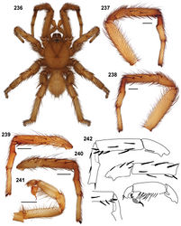 Figures 236–242. Aptostichus sarlacc sp. n.; scale bars = 1.0mm. 236–238 male paratype (AP416) from Kern Co. 236 habitus [806006] 237 retrolateral aspect, right leg I [806000] 238 prolateral aspect, right leg I [806004] 239–242 male holotype (AP417) 239 retrolateral aspect, leg I [805992] 240 prolateral aspect, leg I [805996] 241 retrolateral aspect, pedipalp [805998] 242 line drawings (in descending order) of holotype leg I metatarsus and tibia spination pattern (retro and prolateral views), pedipalp (retrolateral view), lower inset, line drawing of paratype TSrd spination pattern.