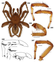 Figures 243–248. Aptostichus derhamgiulianii sp. n.; scale bars = 1.0mm. 243–246 male holotype (AP 415) Inyo County 243 habitus [806016] 244 retrolateral aspect, leg I [806010] 245 prolateral aspect, leg I [806014] 246 retrolateral aspect, pedipalp [806018] 247 male paratype (AP424) from Mono County, retrolateral aspect, leg I [806020] 248 line drawings, spination pattern, leg I tibia and metatarsus of holotype and paratype; retrolateral view, holotype pedipalp.