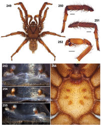 Figures 249–256. Aptostichus mikeradtkei sp. n. 249–252 male holotype (AP1085), from San Diego Co.; scale bars = 1.0mm. 249 habitus [806034] 250 retrolateral aspect, leg I [806032] 251 prolateral aspect, leg I [806028] 252 retrolateral aspect, pedipalp [806036] 253–255 cleared spermathecae; scale bars = 0.1mm 253 female paratype (AP1148) [806705] 254, 255 additional specimens from vicinity of type locality (AP1155, 1247) [806620, 806623] 256 sternum of paratype female (AP1148) [806038].