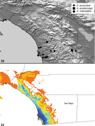 Maps 30, 31. Aptostichus sinnombre sp. n., Aptostichus anzaborrego sp. n., Aptostichus mikeradtkei sp. n. 30 known distributions 31 predicted distribution of Aptostichus mikeradtkei; cooler colors–blue shades–represent areas of high probability of occurrence, warmer colors–yellow and orange shades–represent areas of low probability of occurrence.