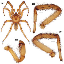 Figures 262–265. Aptostichus anzaborrego sp. n., male holotype from San Diego County (AP1199); scale bars = 1.0mm. 262 habitus [806106] 263 retrolateral aspect, leg I [806102] 264 prolateral aspect, leg I [806098] 265 retrolateral aspect, pedipalp [806104].