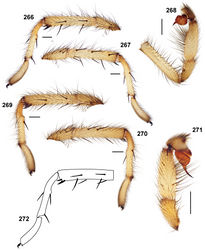 Figures 266–272. Aptostichus sinnombre sp. n., male specimens from San Diego County; scale bars = 1.0mm. 266–268 male holotype (MY3761) 266 retrolateral aspect, leg I [806546] 267 prolateral aspect, leg I [806550] 268 retrolateral aspect, pedipalp [806552] 269–271 male paratype (MY3823) 269 retrolateral aspect, leg I [806554] 270 prolateral aspect, leg I [806558] 271 retrolateral aspect, pedipalp [806560] 272 line drawing, spination pattern, leg I tibia and metatarsus of holotype.