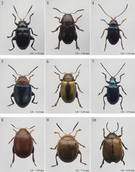 Figures 2–10. Habitus. 2 Abrarius cribrosus Fairmaire 3 Afroaltica subaptera Biondi & D’Alessandro 4 Afrocrepis malvernensis (Jacoby) 5 Afrorestia peringueyi (Jacoby) 6 Alocypha bimaculata (Jacoby) 7 Altica madagascariensis (Allard) 8 Amphimela bryanti (Csiki) 9 Amphimela (ex Sphaerophysa Baly) heikertingeri (Bechyné) 10 Anaxerta castanea Fairmaire.