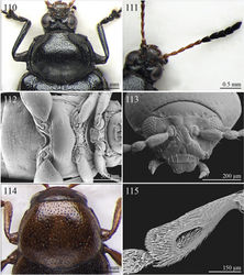 Figures 110–115. Morphological characters. 110 Abrarius aethiops (Weise), head and pronotum in dorsal view 111 Ditto, head and right antenna in dorsal view 112 Abrarius cribrosus Fairmaire, ventral parts 113 Afroaltica parvula D’Alessandro & Biondi, head in frontal view 114 Afroaltica subaptera Biondi & D’Alessandro, head and pronotum in dorsal view 115 Ditto, triangular hollow on ventral side of middle tibiae in male.