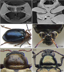 Figures 116–121. Morphological characters. 116 Afroaltica subaptera Biondi & D’Alessandro, prosternum 117 Ditto, meso- and metasternum (white arrow) 118 Afrocrepis carinipennis (Jacoby), pronotum and elytra in sublateral view 119 Afrorestia jonesi (Bryant), head in frontal view 120 Alocypha bimaculata (Jacoby), head and pronotum in dorsal view 121 Altica nigrita Laboissière, head and pronotum in dorsal view.