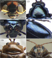 Figures 122–127. Morphological characters. 122 Amphimela citri (Bryant), head in frontal view 123 Angulaphthona latipennis (Pic), head and pronotum in dorsal view 124 Ditto, head in frontal view 125 Ditto, elytra in dorsal view 126 Antanemora ghesquierei (Bechyné), head and pronotum in dorsal view 127 Ditto, head in frontal view.