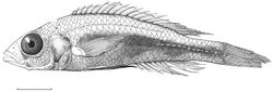 Figure 6. Habitus of Haplochromis goldschmidti sp. n. ♂ (holotype, RMNH.PISC.83573). Scale bar equals 10 mm. Drawing by I. Westbroek, missing (= dotted) scales added by M. van Oijen.