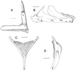 Figure 7. Skeletal elements of Haplochromis goldschmidti sp. n. A Right premaxilla, lateral view (RMNH.PISC.83695) B Right lower jaw, lateral view (RMNH.PISC.83695) C Lower pharyngeal element, dorsal view (RMNH.PISC.83701) D Lower pharyngeal element, lateral view (RMNH.PISC.83701). Scale bars equal 1 mm. Drawn by I. Westbroek.