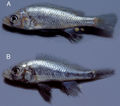 Thumbnail for version as of 16:46, 2 January 2013