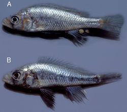 Figure 8. Live colours of Haplochromis goldschmidti sp. n. A sexually active ♂, 53.6 mm SL (paratype, RMNH.PISC.80480) B sexually active ♂, 57.5 mm SL (paratype, RMNH.PISC.83575).