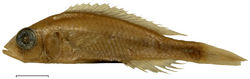 Figure 9. Preserved colours of Haplochromis goldschmidti sp. n. ♂ 60.3 mm SL (holotype, RMNH.PISC.83573). Scale bar equals 10 mm.