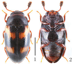 Figures 1–2. Habitus of Dacne (Xenodacne) tangliangi in dorsal and ventral view. Scale = 1 mm.