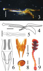 Figures 3–9. Dacne (Xenodacne) tangliangi. 3, 4 aedeagus in lateral views 5 internal sac and flagellum in dorsal view 6, 7 female genitalia in ventral views 8 female spermatheca 9 antenna. Scales = 0.05 mm(5, 8), Scales = 0.2 mm(3, 4, 6, 7, 9).