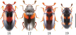 Figures 16–19. Habitus of Chinese species of Dacne in dorsal view (Dacne zonaria taiwana is excluded). 16 Dacne (Dacne) japonica 17 Dacne (Xenodacne) hujiayaoi 18 Dacne (Dacne) picta 19 Dacne (Xenodacne) tangliangi. Scale = 2 mm.