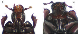 Figures 3–4. Prosternum in ventral view. 3 Carcinops (Carcinops) troglodytes 4 Euspilotus (Hesperosaprinus) modestus.