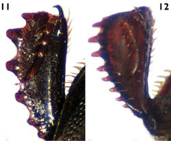 Figures 11–12. Protibia in dorsal view. 11 Euspilotus (s. str.) patagonicus 12 Xerosaprinus (Xerosaprinus) diptychus.