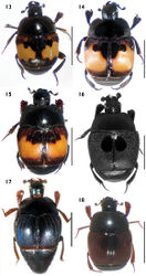 Figures 13–18. Habitus in dorsal view. 13 Euspilotus (s. str.) richteri 14 Euspilotus (s. str.) lepidus 15 Euspilotus (s. str.) ornatus 16 Euspilotus (Hesperosaprinus) caesopygus 17 Euspilotus (Hesperosaprinus) strobeli 18 Euspilotus (Hesperosaprinus) pavidus. Scale bars: 2 mm.