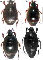 Figures 19–22. Habitus in dorsal view. 19 Euspilotus (Hesperosaprinus) modestus 20 Euspilotus (Hesperosaprinus) parenthesis 21 Euspilotus (Hesperosaprinus) connectens 22 Euspilotus (Hesperosaprinus) azureus. Scale bars: 2 mm.