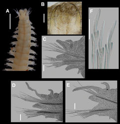 Figure 3. Nicon orensanzi sp. n. Paratype (UANL 7840). A Anterior end, dorsal view B Mandibles; Holotype (LACM) C Parapodium 9, anterior view D Parapodium 29, anterior view E Parapodium 62, anterior view F Infracicular sesquigomph falcigers of parapodium 62. Scale bars: A= 1 mm; B= 0.1 mm; C–E= 100 µ; F= 30µ.