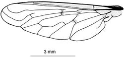 Figure 2. Wing of Anthrax alruqibi El-Hawagrysp. n.