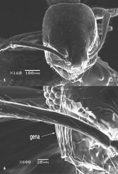 Figures 56. SEM of Monomorium sarawatensis sp.n., paratype worker, head in full-face view.