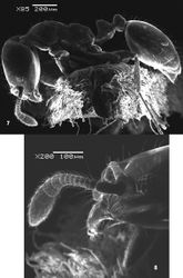 Figures 78. SEM of Monomorium sarawatensis sp.n., paratype worker 7 body in profile, 8 head in profile.